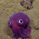 Imagen para el artículo titulado Este calamar de ojos saltones es lo más parecido a un peluche que hay en el océano